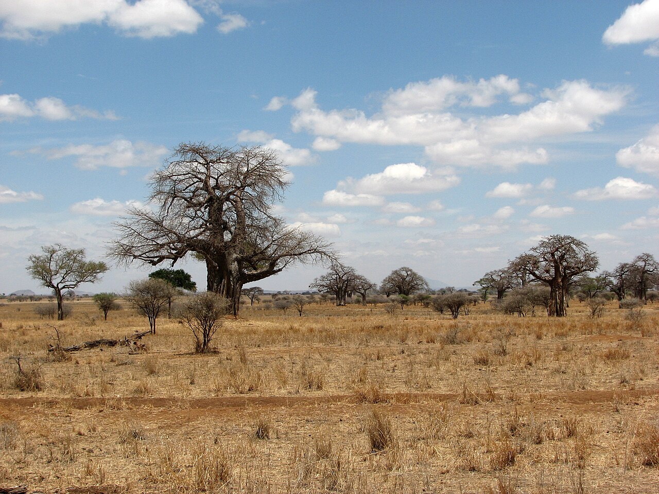 Tarangire National Park